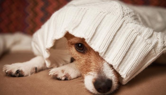 Human sweater covering dog's face