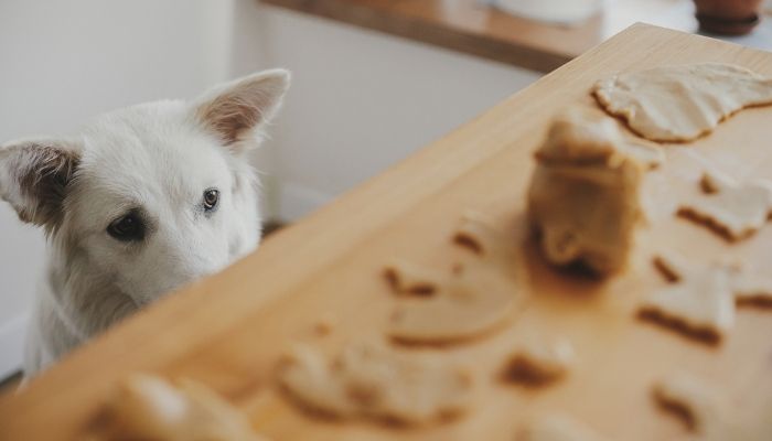 dog eyeing counter with treats