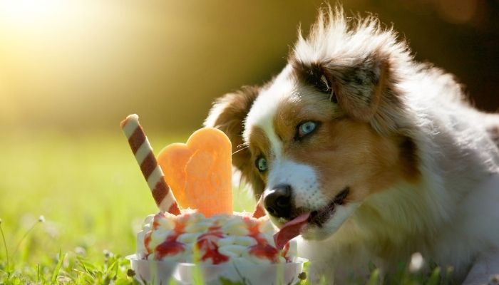 سگ در حال خوردن بستنی