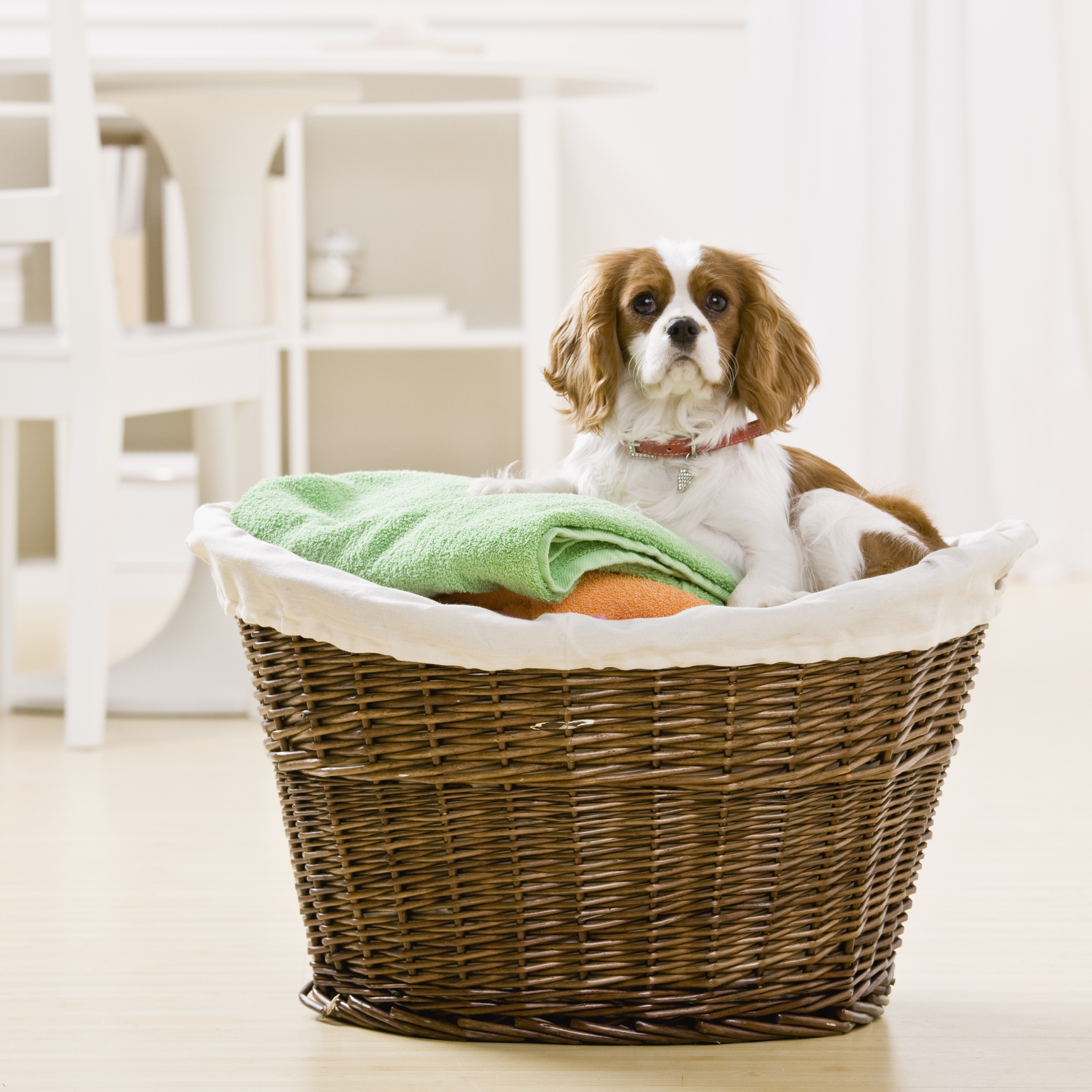 puppy sitting in laundry basket
