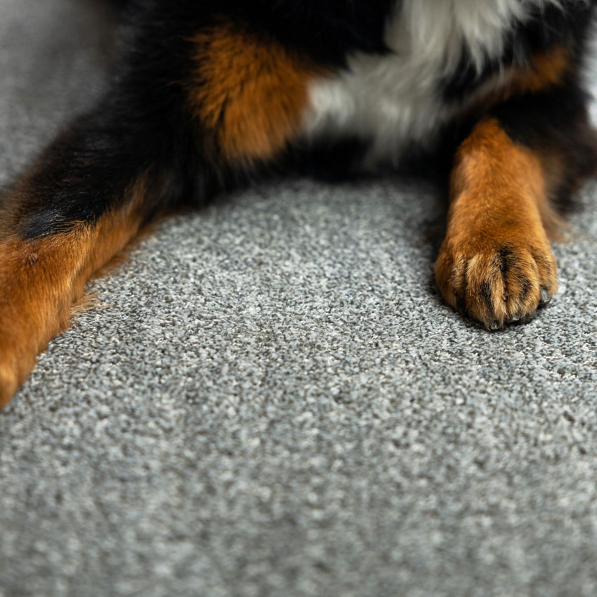 the-incredible-stain-pet-proof-carpet-that-will-change-your-life