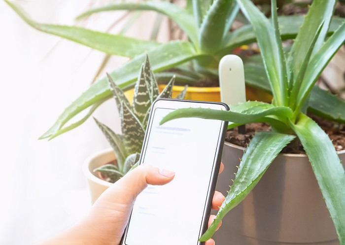 Soil, water, sunlight sensor in aloe vera pot while a hand uses a smartphone to read sensor data