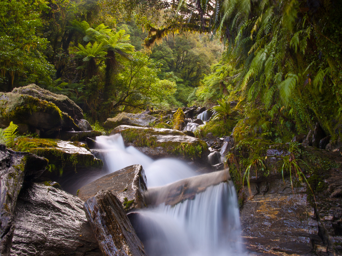 waterfall in a lush New Zealand forest 
