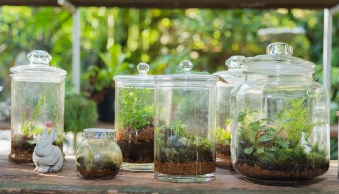 Several terrariums lined up in a row