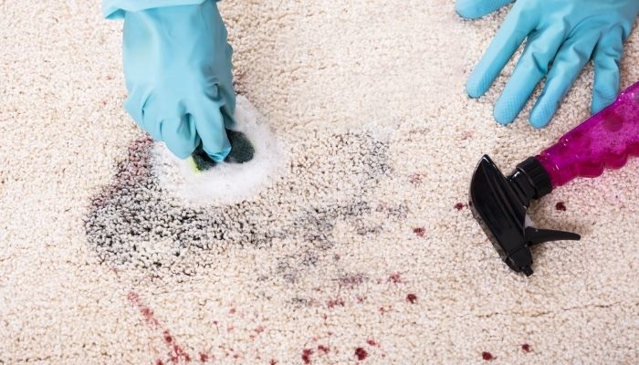 Gloved hands cleaning a rug stain