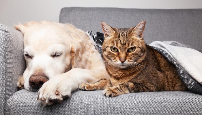 dog and cat laying on sofa