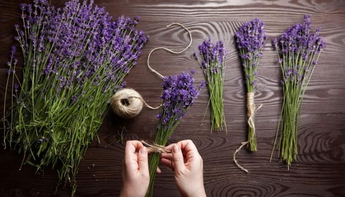 Hand bundling lavender plants together