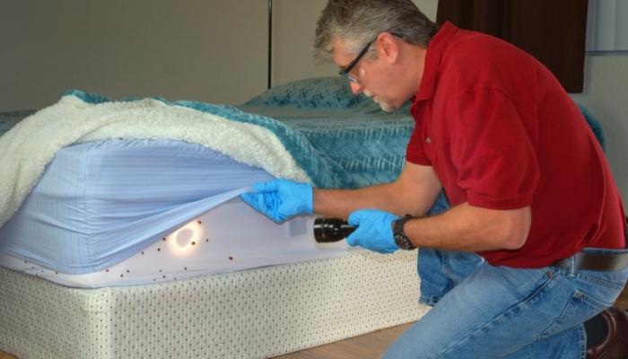 Man shining light on bed bugs on a mattress