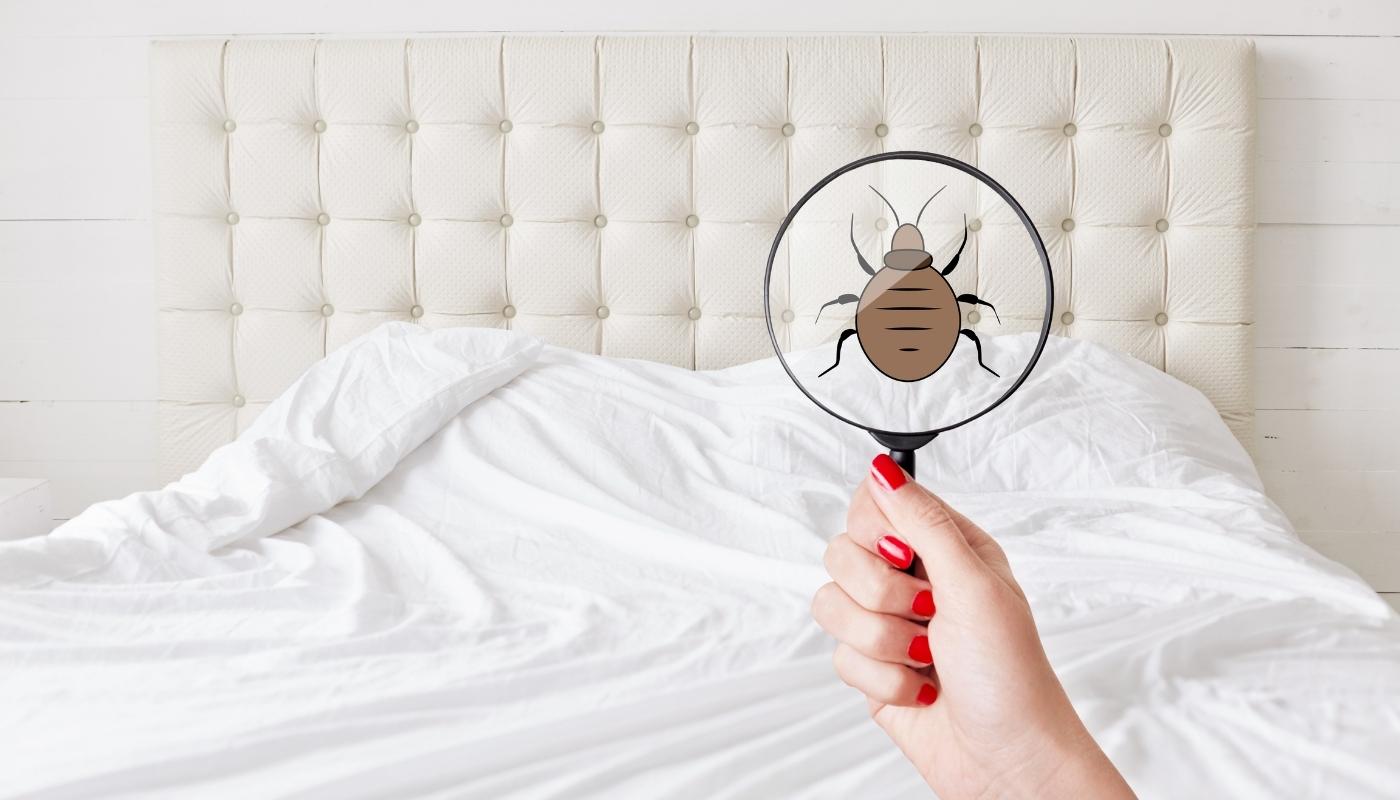 How to survive the invasion of LES BEDBUGS Vacuum your plug sockets, put  your clothes in the freezer but do NOT burn your mattress or use a spray