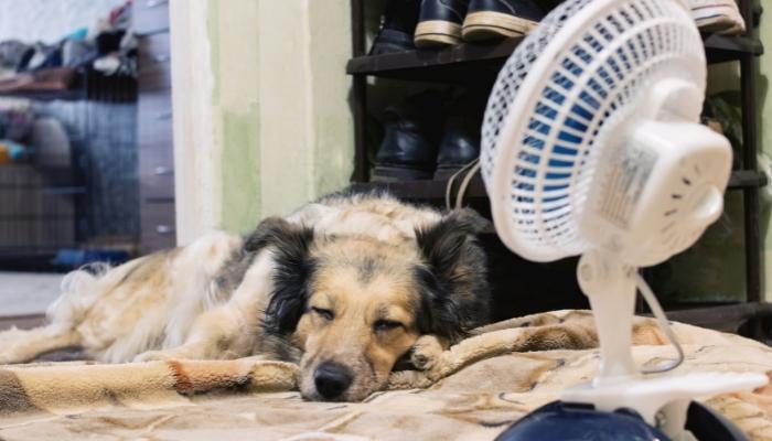 Dog sleeping in front of fan
