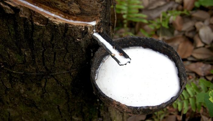 Rubber sap extracted from tree to make latex