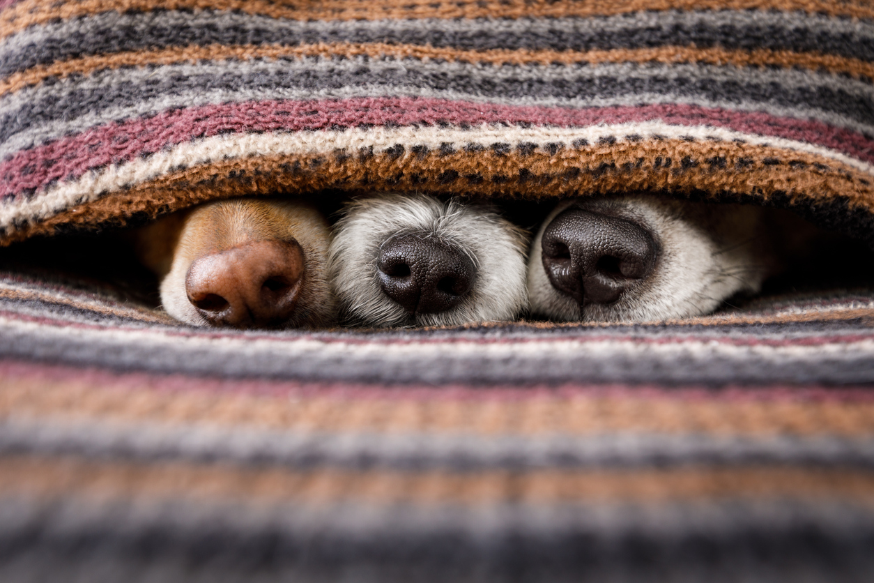 three dog noses poke out of bed blankets