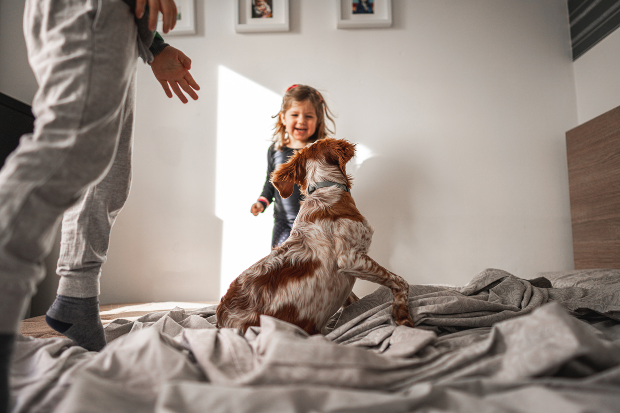 dog lying on bed while two exciting kids jumping next to him