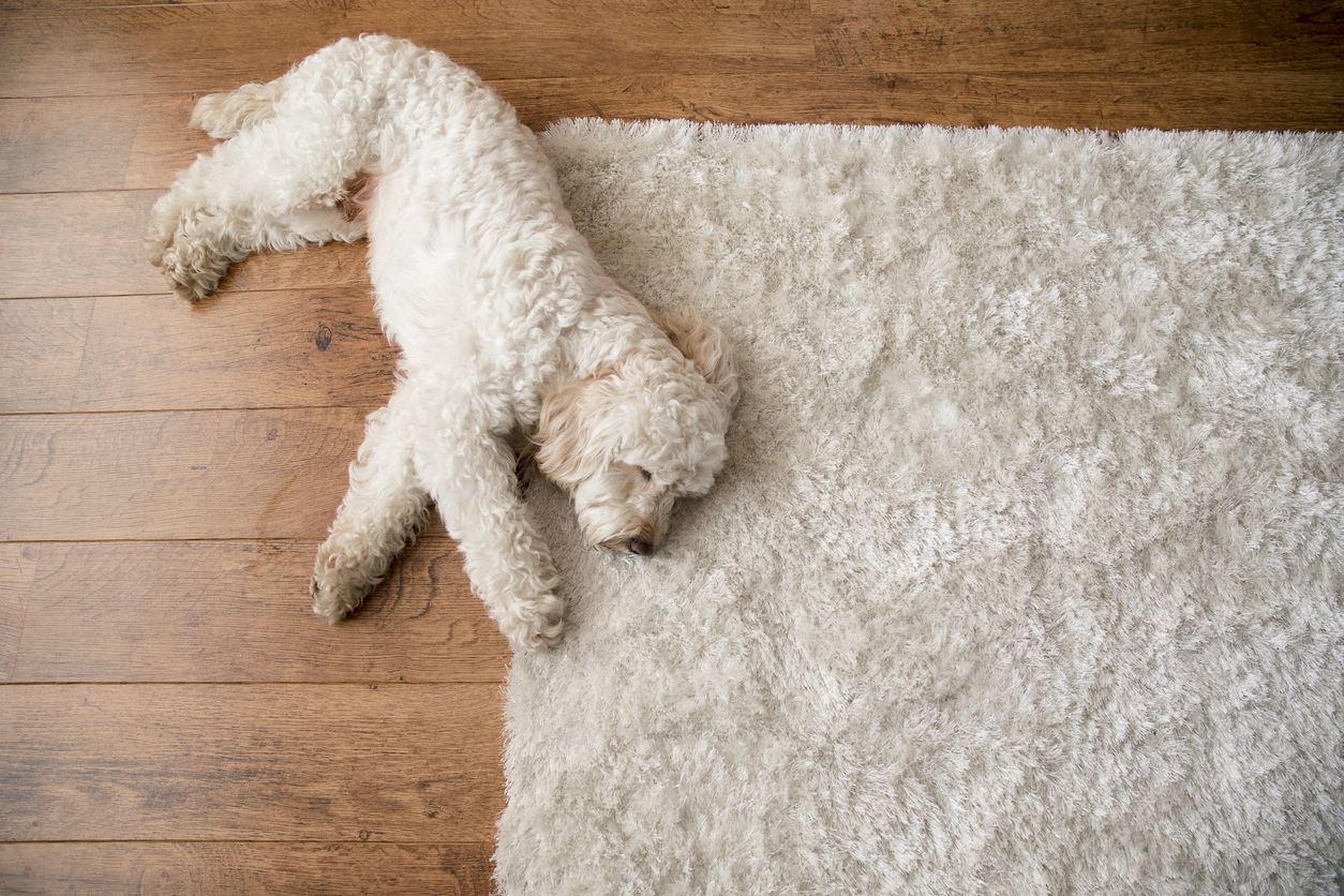 white-furred puppy lays next to white shaggy rug