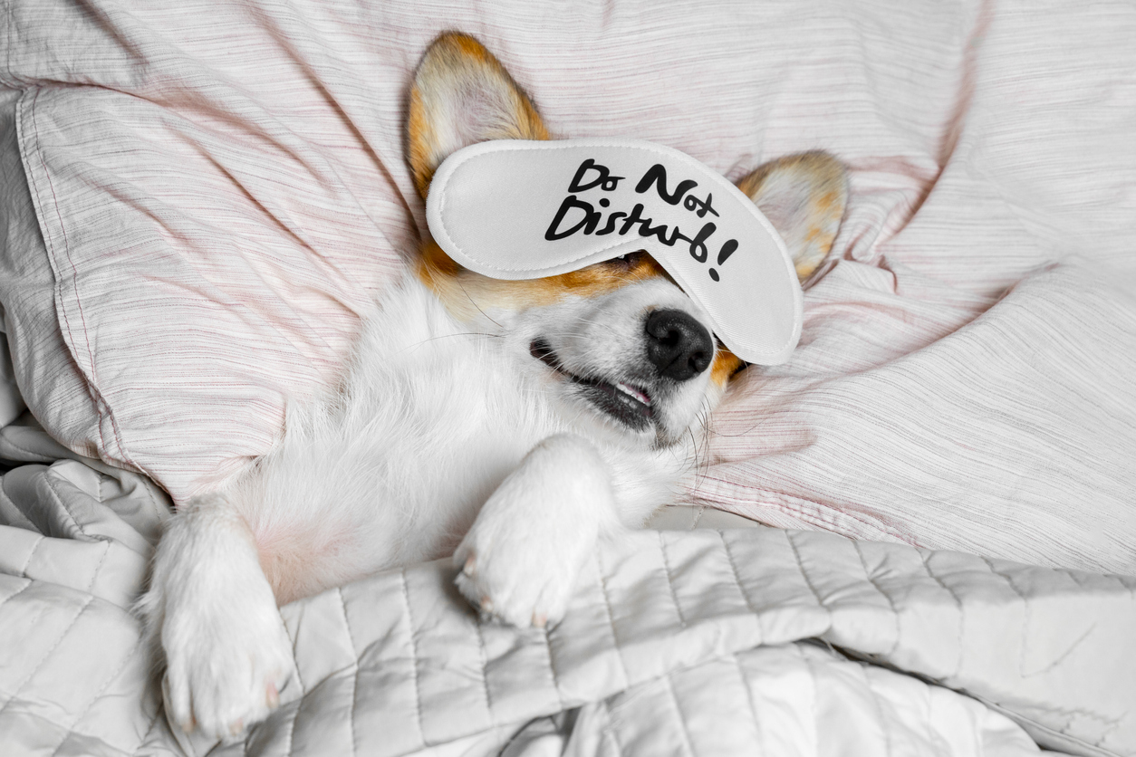 Corgi dog sleeps tucked into bed and wears a sleep mask saying “Do Not Disturb!” 