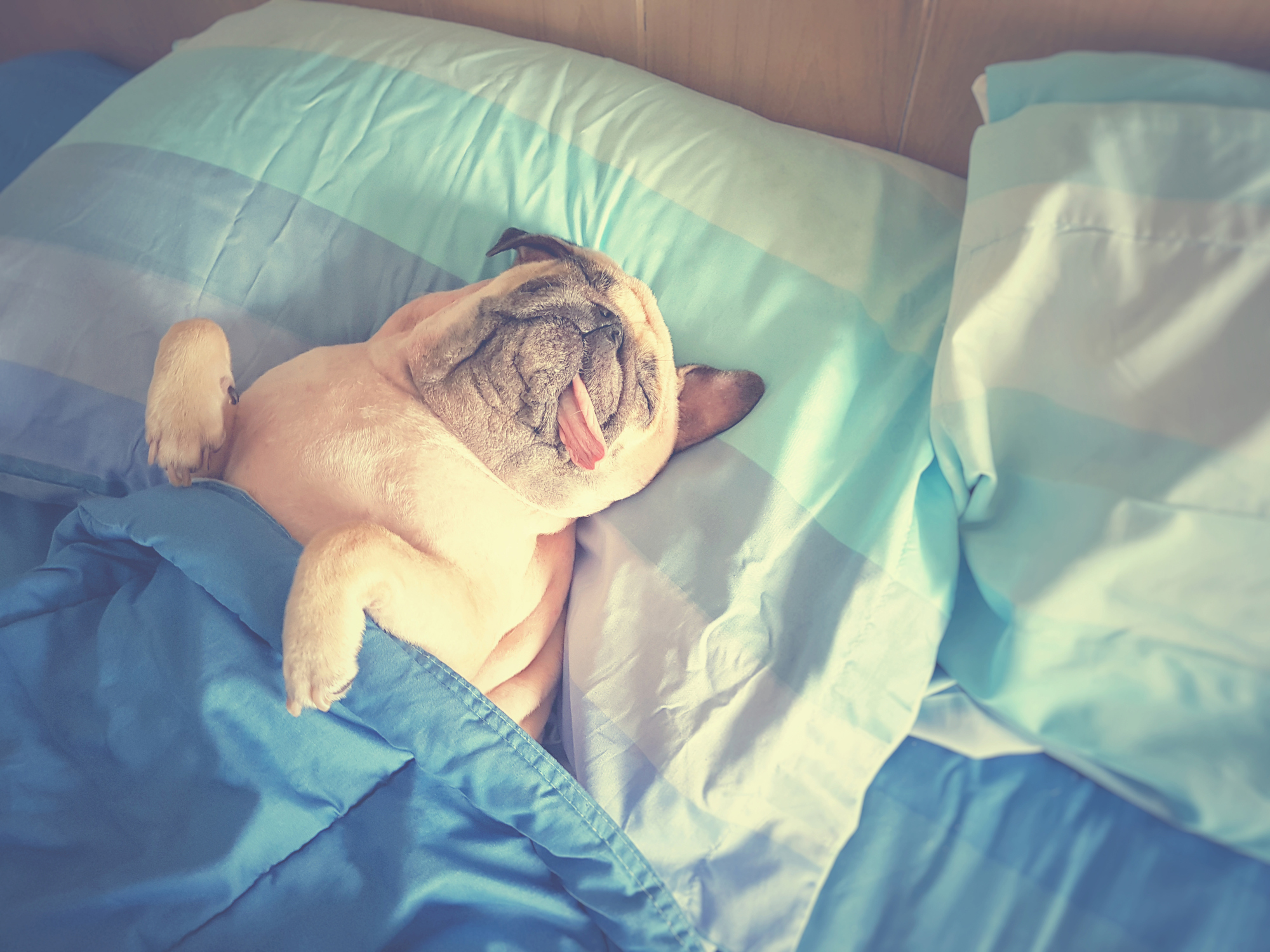 dog tucked in bed sleeping