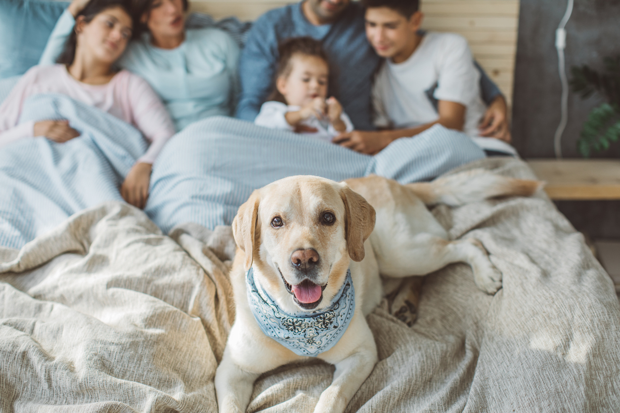 Big family and their dog crowded into bed 