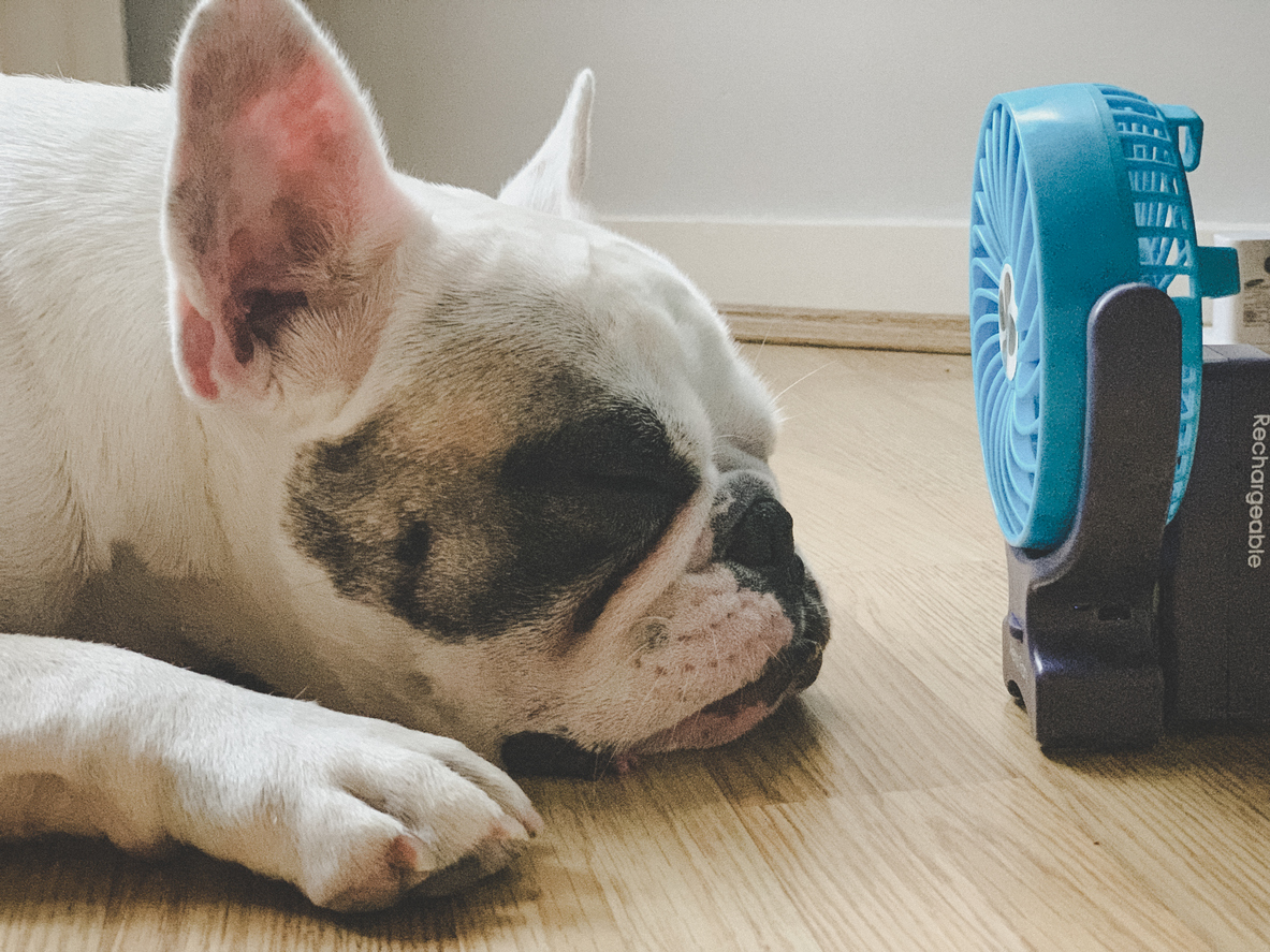 a dog laying front of a blue fan
