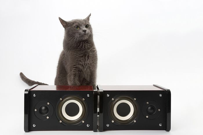 Love Your Speakers? Got a Cat? Here's How to Get Your Cat to Stop Scratching Your Audio Speakers