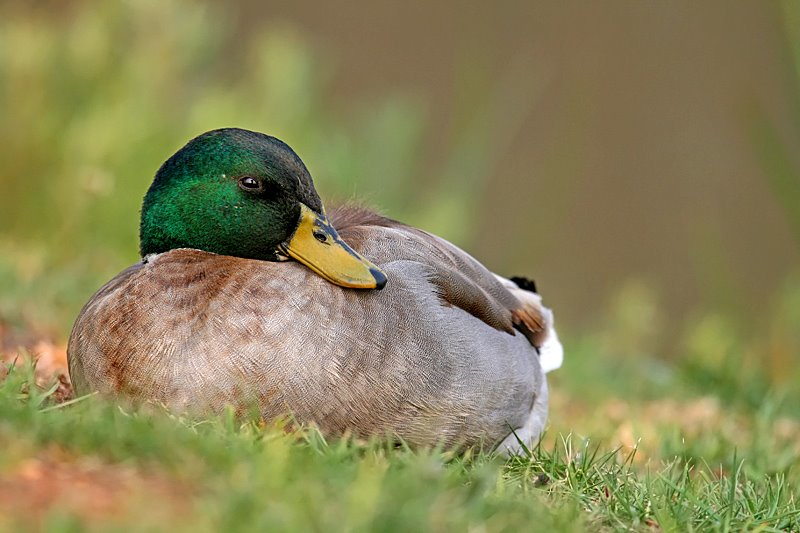 Mallard Duck Sleeping