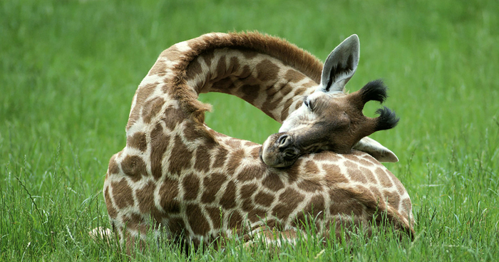 Sleeping Giraffes
