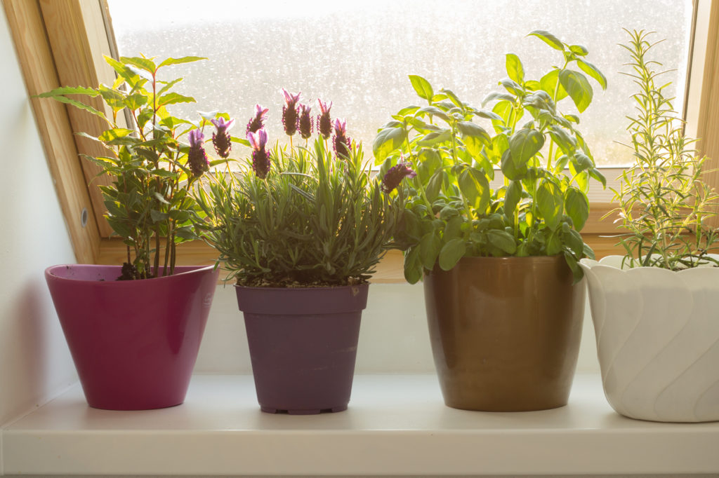Comment bien récolter les plantes aromatiques de votre jardin d'intérieur?