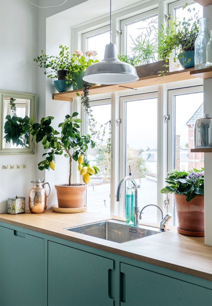 PLants in the window above the sink