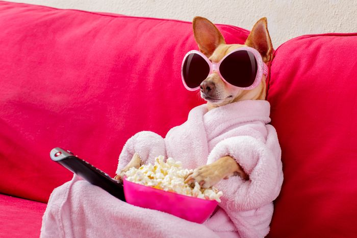 A chihuahua in a pink robe, wearing pink sunglasses, sits on a couch with a remote a pink bowl full of popcorn.