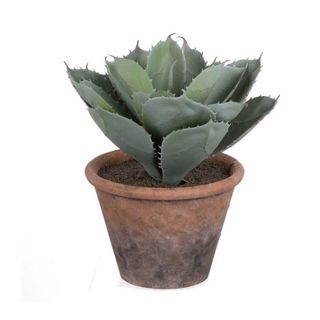A & B Home Potted Cactus