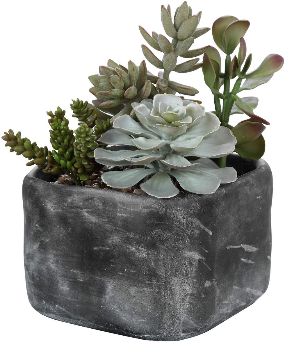 Alverio Succulents | Lacks Furniture | Brownsville, Laredo, McAllen ...