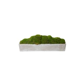 Foster's Point Stone Container with Mood Moss