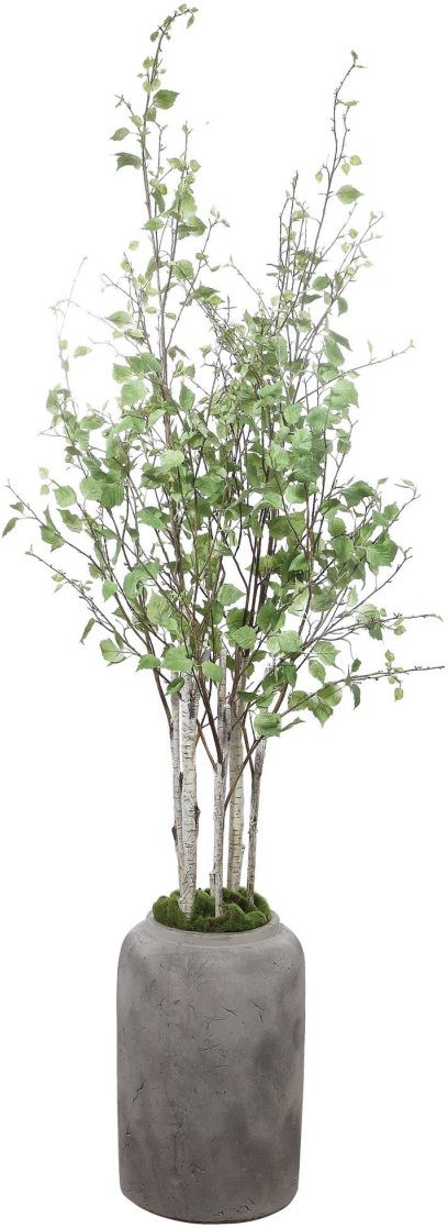 Uttermost® by Constance Lael-Linyard Aldis Potted River Birch-2