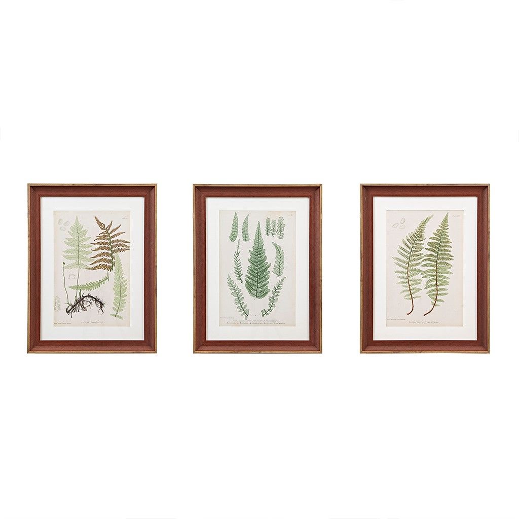 Olliix by Martha Stewart Lady Fern Collection 3 Piece Set Green Single Mat  Framed Graphic