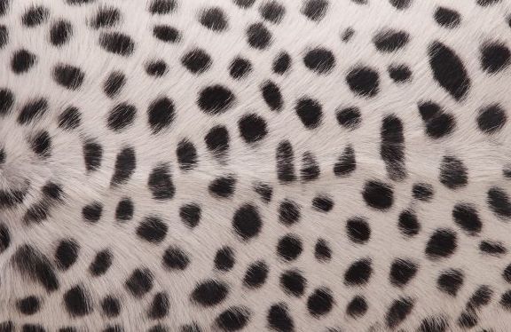 Moe's Home Collections Spotted Goat Grey Leopard Fur Pillow 1