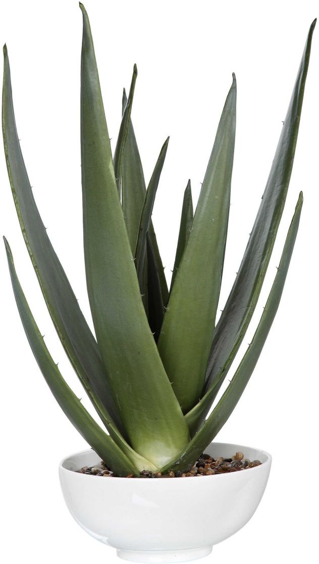 Uttermost® Evarado Aloe Planter-0