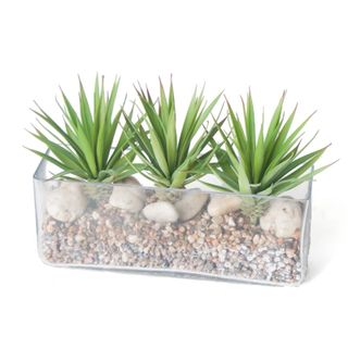 Foster's Point Oblong Glass Vase with Rocks and Succulents