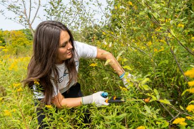 Bekins employees volunteer to help remove invasive plant species at the Ottawa Sands County Park to support the United Way Day of Caring.